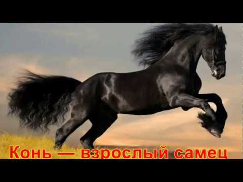 Константин  - обозначение имени и его происхождение