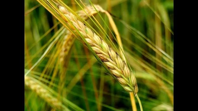 Братья месяцы. 20 июня - Родоница, Федот Страж (Урожайник)