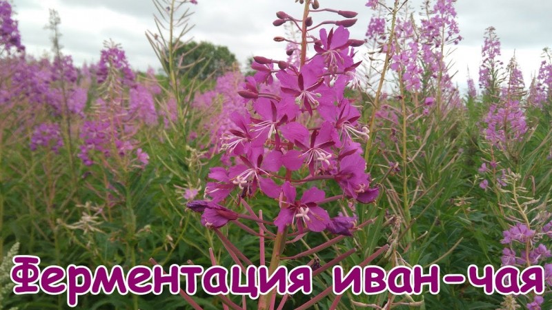 Как ферментировать иван-чай без скручивания
