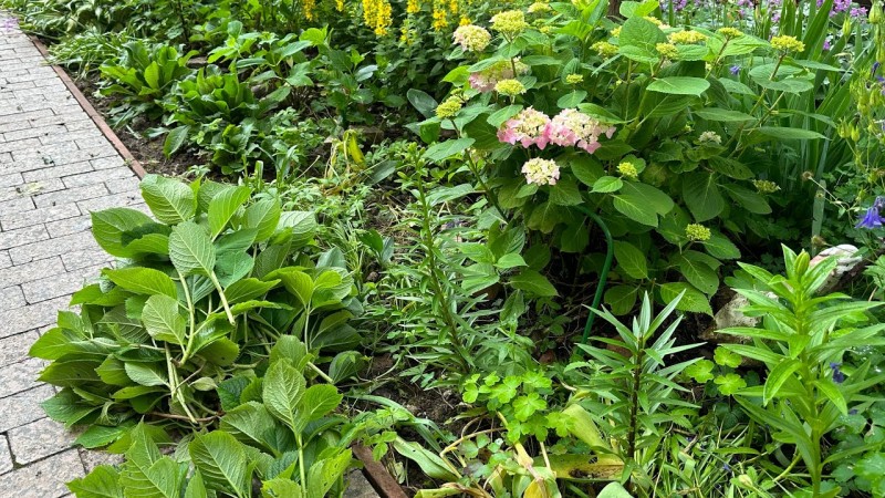Размножение гортензии длинными ветками просто и надежно . Летняя обрезка гортензий для хорошего цвет