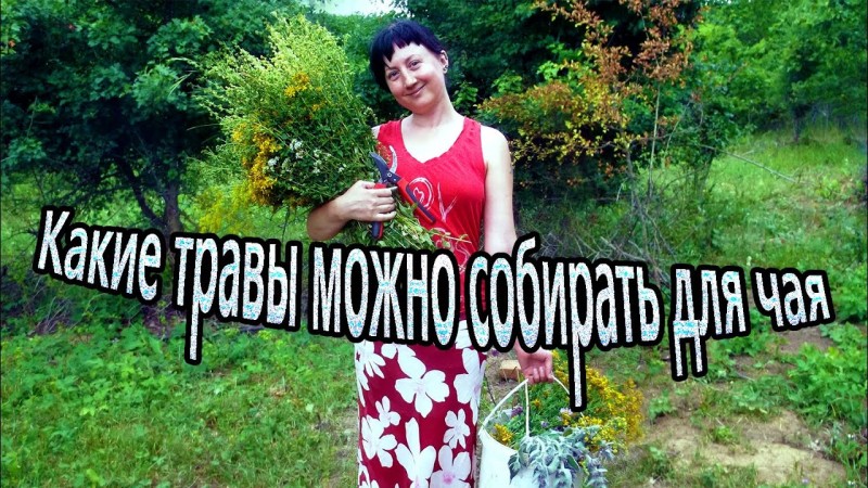 Какие травы можно собирать для чая