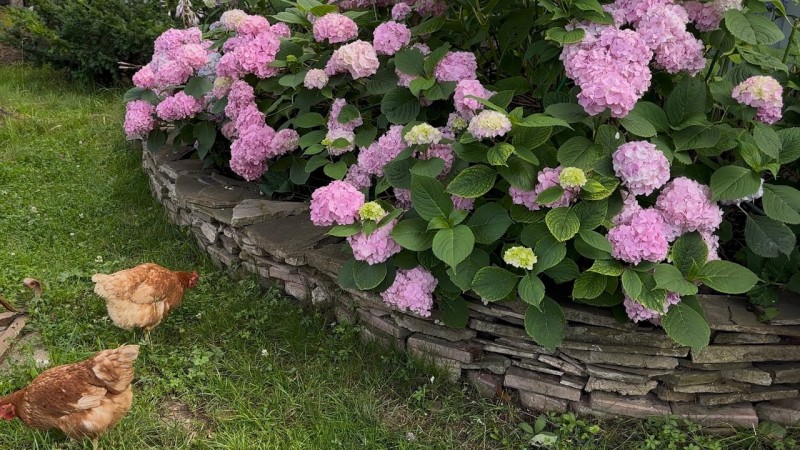 Чем занимаюсь на даче летом