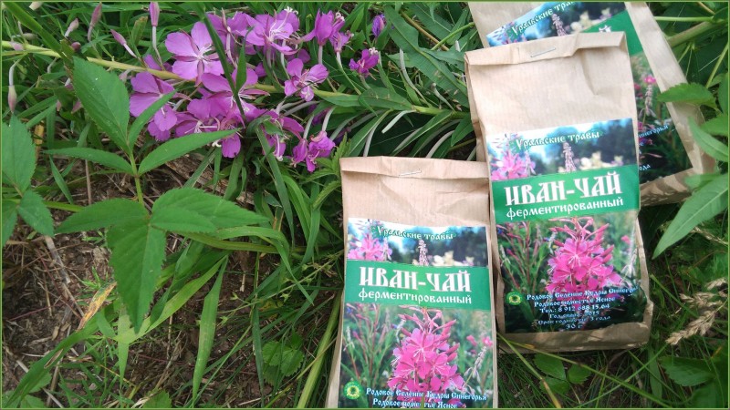 Иван-чай или кипрей - ферментация и сушка