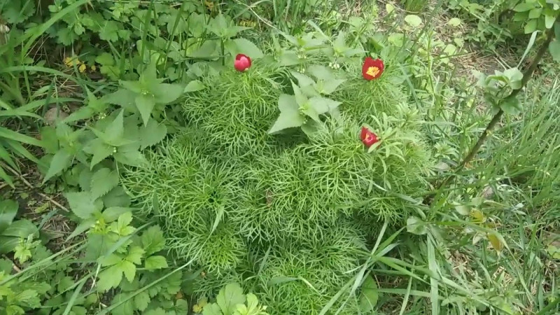 25.04.2024 Всеобщее Цветение.