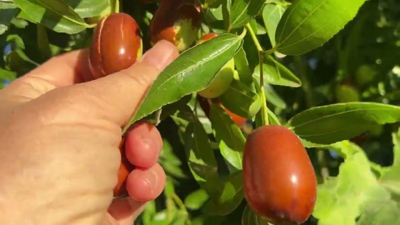 Наш участок в Крыму в сентябре