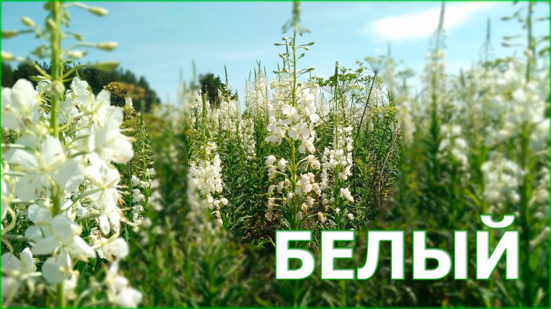 Белый Иван-чай