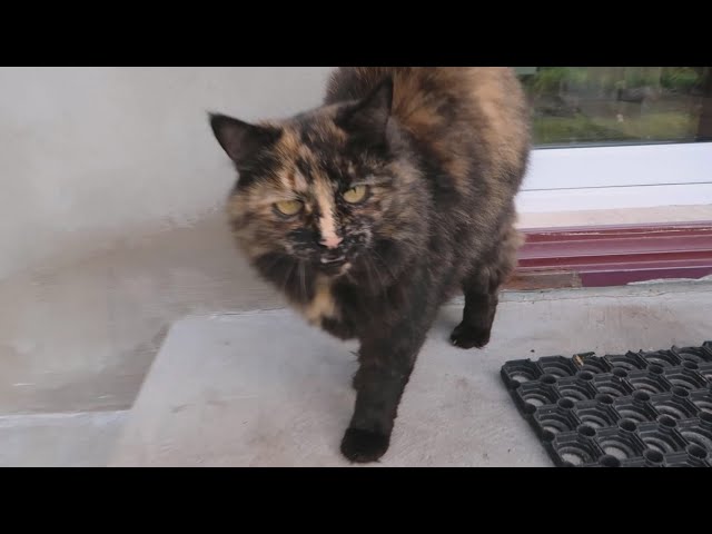 Кошка нападает