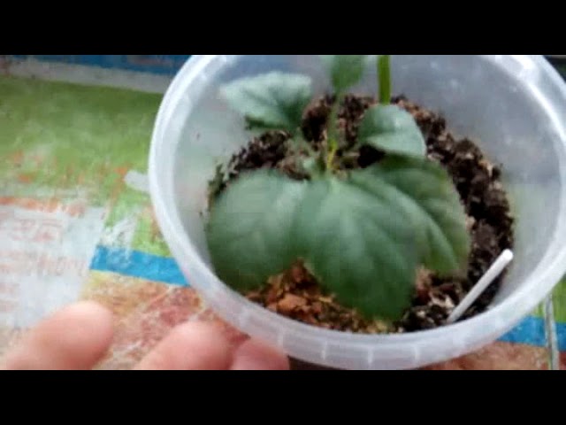 Прояснение для Яснения