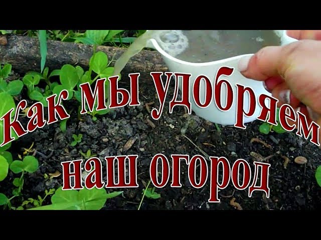 Как мы удобряем свой огород