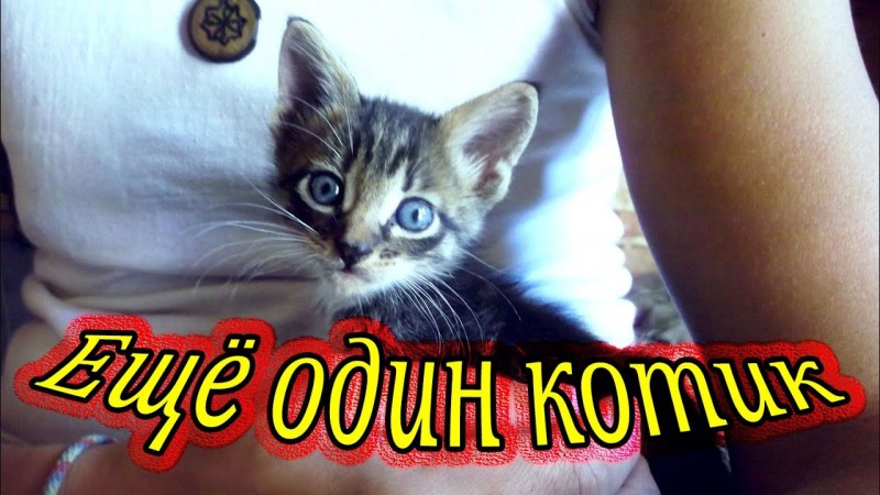 Ещё один котик