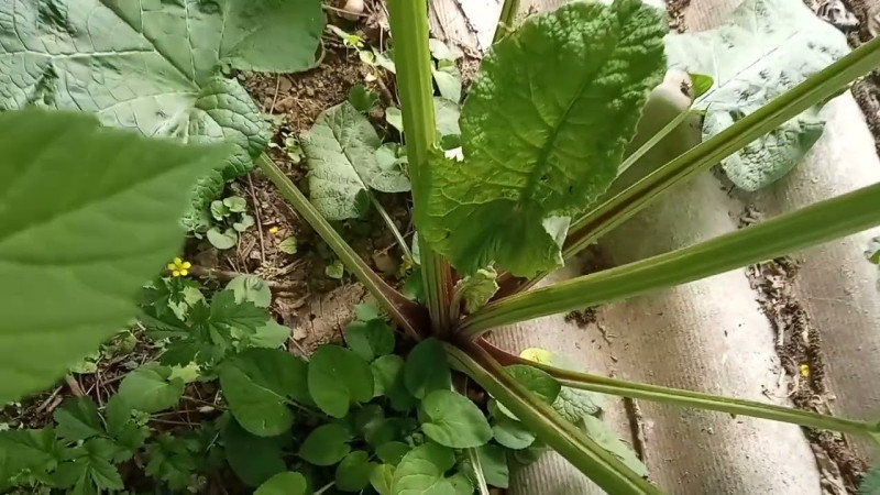 478 29.04.2024 Кадры Природы