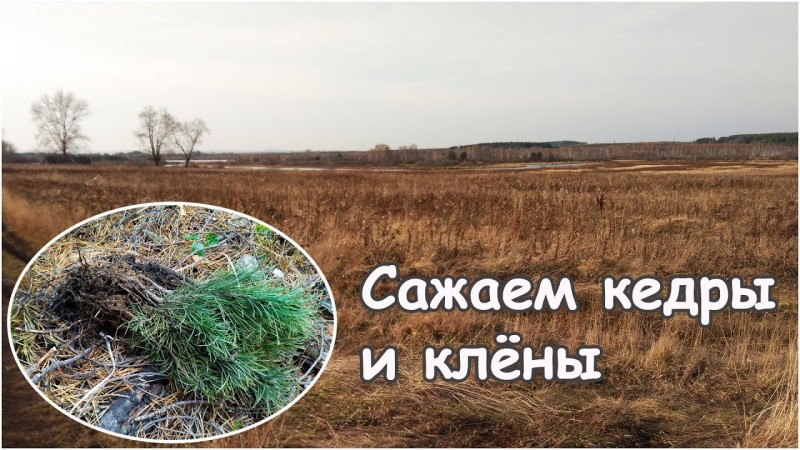 Саженцы общественного движения Родной лес в Родовом поселении Жива