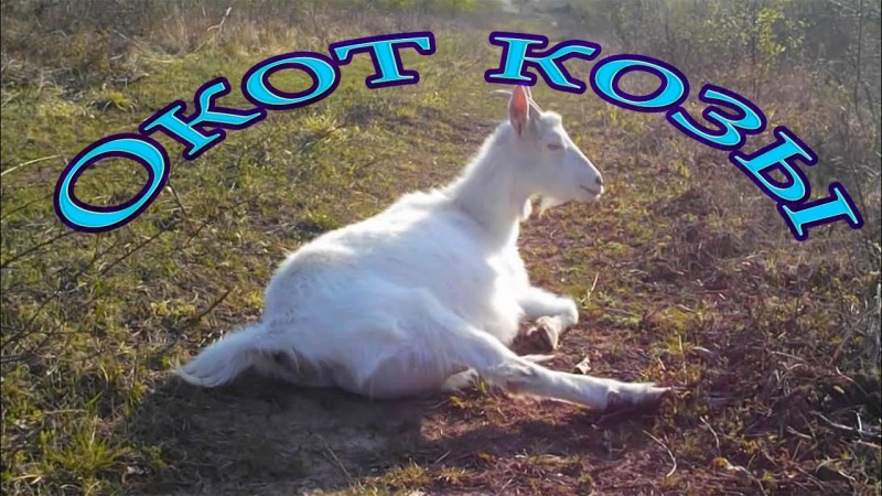 Окот козы (без цензуры)