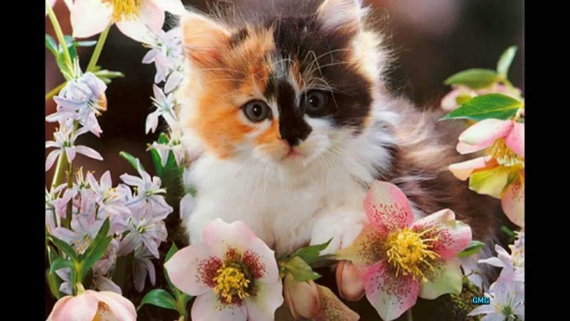 Добрая  песня  для  друзей .