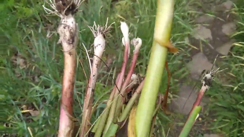 20.05.2025 Дождь Надвигается.