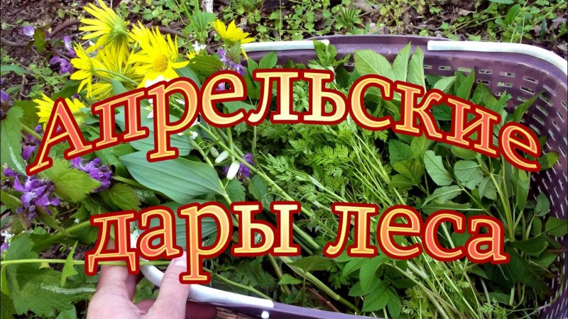 Апрельские дары леса