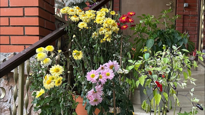 Дачная жизнь, дачные дела , готовлю , сажаю ,делюсь своими идеями.