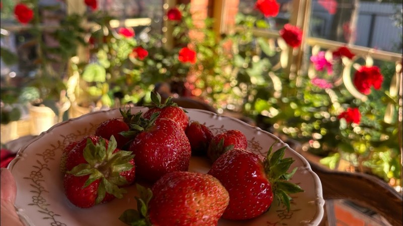 Субботний вечер на даче. Прекрасное лето в Подмосковье