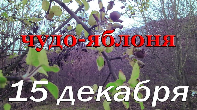 Чудо яблоня, первые зимние опята