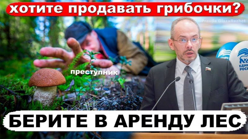 Единая Россия разрешит бесплатно продавать грибы, ягоды и мох собранные в лесу | Pravda GlazaRezhet