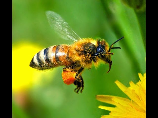 Лечение пчёлоужалением.