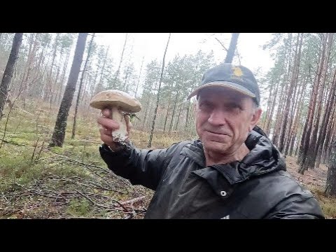 Ноябрьская охота на белые грибы. Грибы ковром