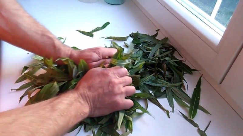 Как самому приготовить иван-чай - сбор ферментация и сушка иван чая